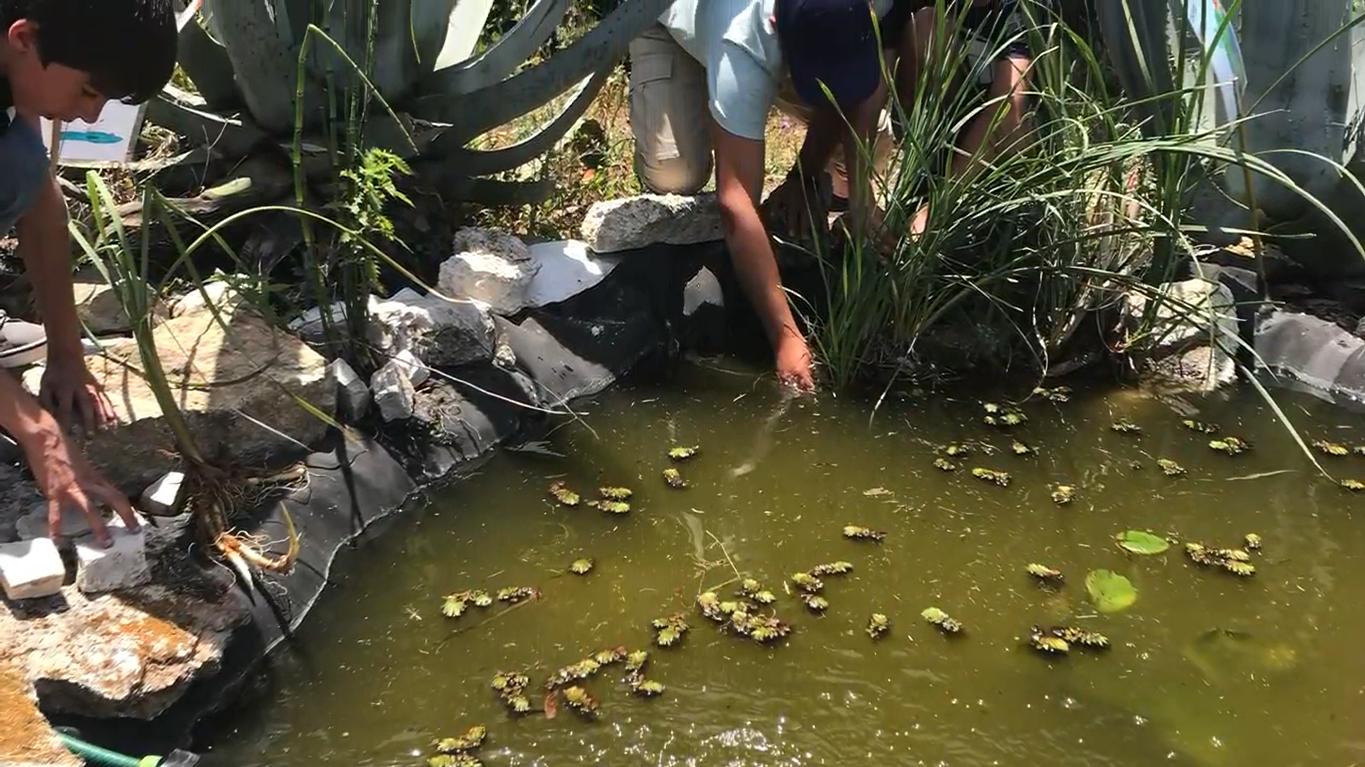Colocação de plantas aquáticas